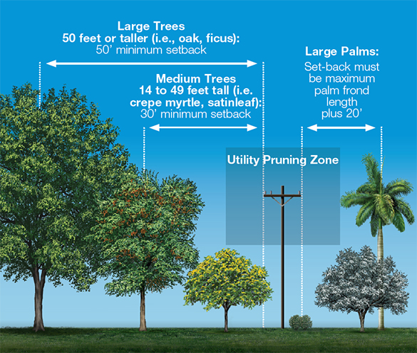 tree location clearance 